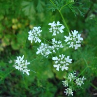 Coriandrum sativum L.
